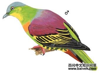 ��ͷ����ͼ��