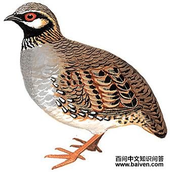 �׼�ɽ����ͼ��