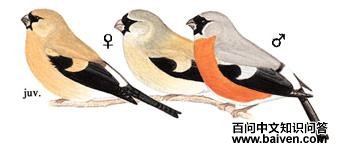 ��ͷ��ȸ��ͼ��