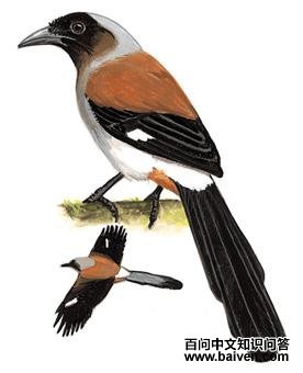 ����ȵ��ͼ��