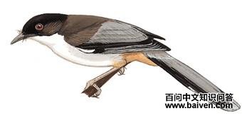 �����̵�ͼ��