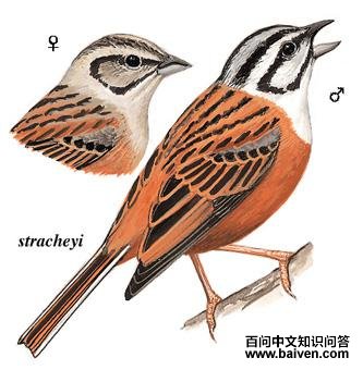 ��ü���c��ͼ��