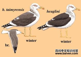 ������Ÿ��ͼ��