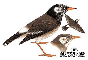 ������ͼ��