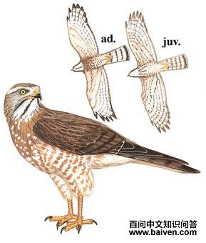 �����\ӥ��ͼ��