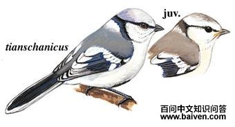 ����ɽȸ��ͼ��