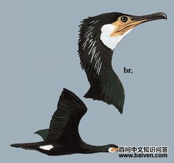 ���̱���˵�ͼ��