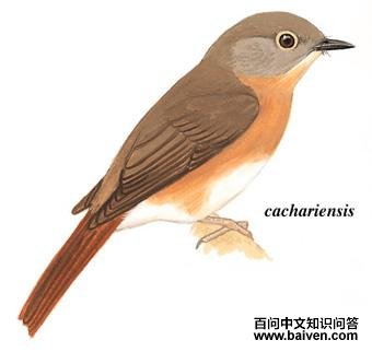 �Ҽ����l��ͼ��