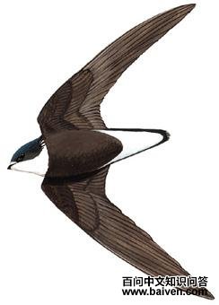 �׺���β�����ͼ��