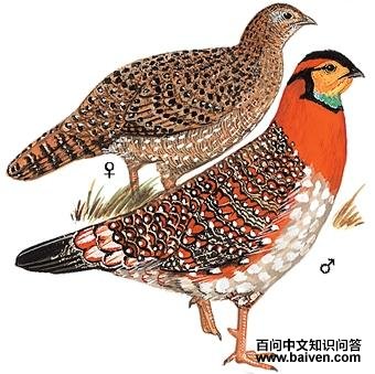 �Ҹ�������ͼ��