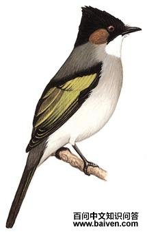 �Ҷ̽��ǵ�ͼ��