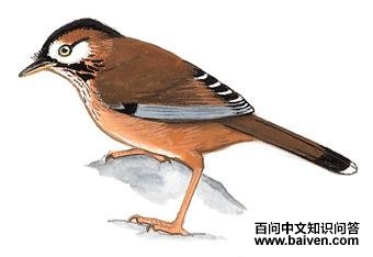 �ҳ����̵�ͼ��