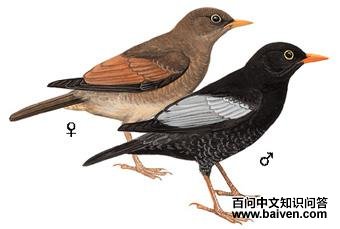 �ҳ���ͼ��