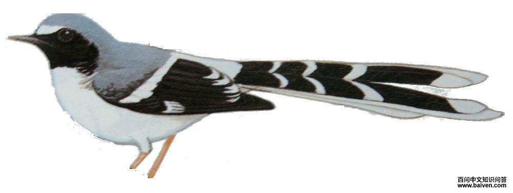 �ұ���β��ͼ��