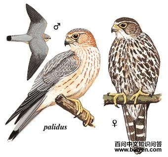 �ұ�����ͼ��