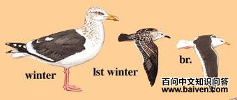 �ұ�Ÿ��ͼ��