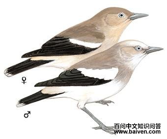 �ұ�����ͼ��