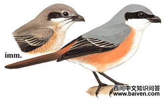 �ұ����͵�ͼ��