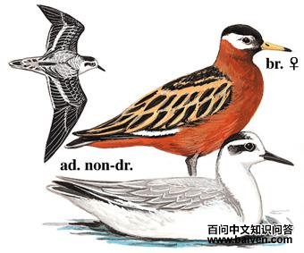 �Ұ����ֵ�ͼ��