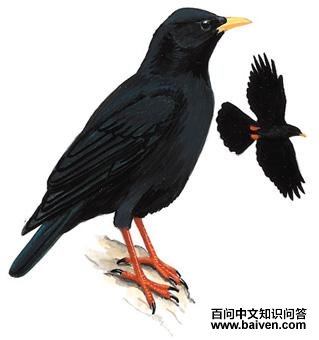 ����ɽѻ��ͼ��