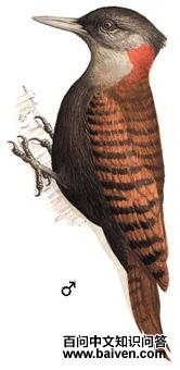 ��������ľ���ͼ��