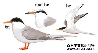 �������Ÿ��ͼ��