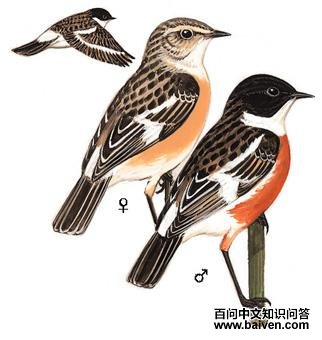 �׺�ʯ�S��ͼ��