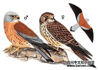 ��צ����ͼ��