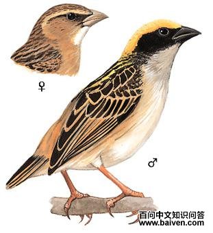 ����֯�����ͼ��