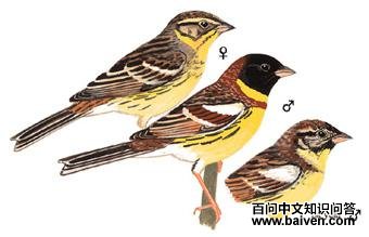 �����c��ͼ��