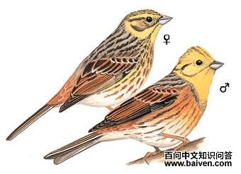 ���c��ͼ��