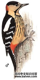 �ƾ���ľ���ͼ��