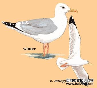 �ƽ���Ÿ��ͼ��