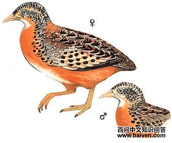 �ƽ���ֺ�ȵ�ͼ��