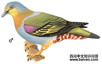 �ƽ�����ͼ��