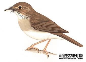 �׺����l��ͼ��