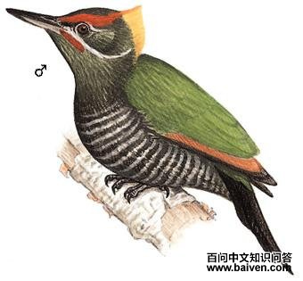 �ƹ���ľ���ͼ��