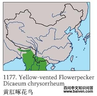 �Ƹ��Ļ���ĵ����ֲ�ͼ