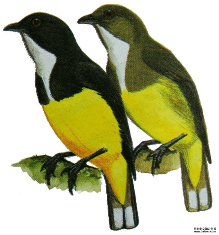 �Ƹ��Ļ����ͼ��