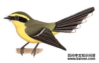 �Ƹ���β�l��ͼ��