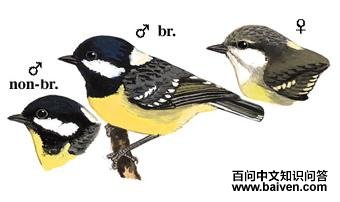 �Ƹ�ɽȸ��ͼ��