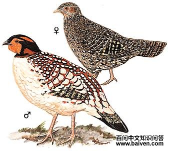 �Ƹ�������ͼ��