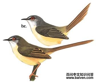 �Ƹ���ݺ��ͼ��