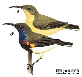 �Ƹ��������ͼ��