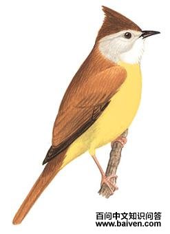 �Ƹ����ǵ�ͼ��