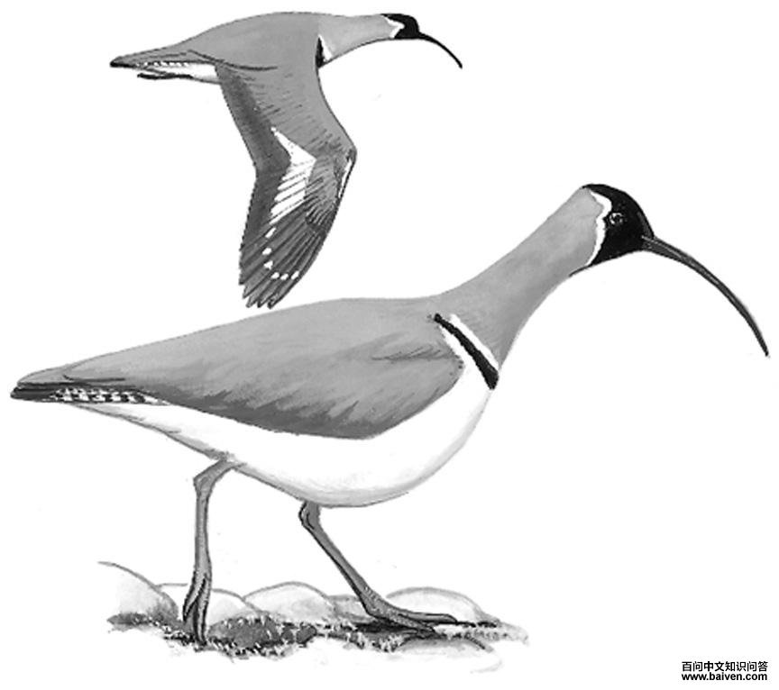 �q���ֵ�ͼ��