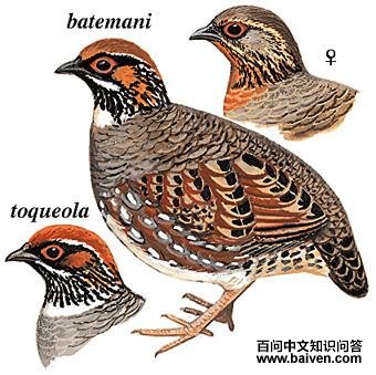 ����ɽ����ͼ��