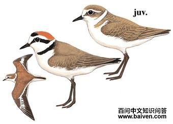 �����a��ͼ��