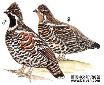 ��β黼���ͼ��