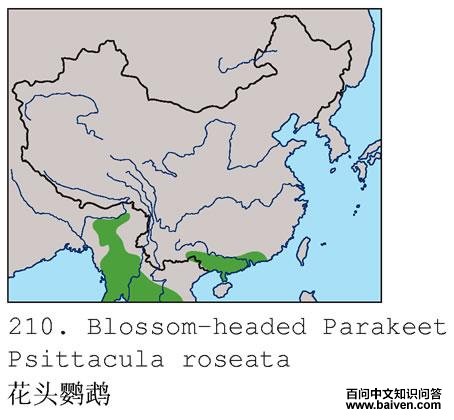 ��ͷ���ĵĵ����ֲ�ͼ